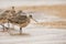 Marbled Godwits and Willet