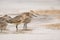 Marbled Godwits and Willets