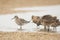 Marbled Godwits and Willets