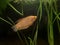 Marbled gourami in an aquarium. Honey gourami