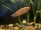 Marbled gourami in an aquarium. Honey gourami