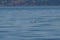 Marbled Murrelet swimming in the sea