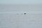 Marbled Murrelet swimming in the sea