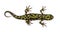 Marbled Newt - Triturus marmoratus