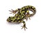 Marbled Newt - Triturus marmoratus