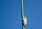 Marbled reed frog at the Okavango Delta in Botswana