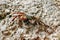 Marbled Rock Crab Pachygrapsus marmoratus Closeup Crab