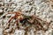 Marbled Rock Crab Pachygrapsus marmoratus Closeup Crab