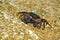 Marbled rock crab or Runner Crab on the rocks of the adriatic sea