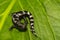 Marbled Salamander