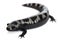 Marbled Salamander, Ambystoma opacum