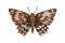 Marbled skipper butterfly species. Muschampia lavatherae, retro realistic drawing. Flying insect, spotted moth with