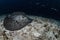 Marbled sting ray on sandy bottom of Maldives