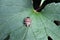 Marbled tree bug sits on a green leaf