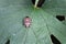 Marbled tree bug sits on a green leaf