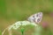 Marbled white beauty butterfly sitting on Cow Parsley flowers in summer green field