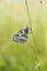 Marbled white, black and white butterfly in the wild