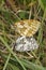 Marbled White Butterflies