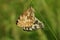 Marbled white butterflies mating coupling