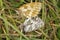 Marbled White Butterfly