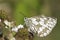 A marbled white butterfly on a blackberry on southampton common