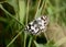 Marbled White butterfly on leaf