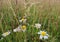 The Marbled White Butterfly on Leucanthemum