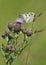 Marbled White Butterfly - Melanargia galathea