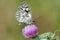 Marbled White Butterfly, Melanargia galathea