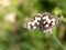 Marbled white butterfly Melanargia galathea on blooming devil`s-bit plant