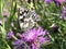 The marbled white butterfly Melanargia galathea or Das Schachbrett - Damenbrett Schmetterling
