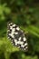 A Marbled White Butterfly Melanargia galathea nectaring of a flower.