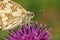 A Marbled White Butterfly Melanargia galathea nectaring on a Greater Knapweed Centaurea scabiosa flower.