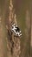 The Marbled White Butterfly (Melanargia galathea) with open wings