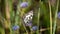 The Marbled White Butterfly (Melanargia galathea) perching on a flower