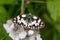 Marbled White butterfly (Melanargia galathea) on pink flower