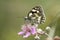 Marbled White butterfly (Melanargia galathea) on pink flower. Pr