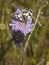 Marbled white butterfly on scabious flower