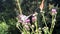 marbled white and meadow brown