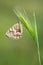 Marbled white Melanargia , Melanargia larissa on green wheat , butterflies of Iran