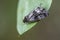 Marbled White Spot sitting on leaf