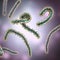 Marburg viruses, 3D illustration. RNA viruses that cause Marburg haemorrhagic fever
