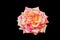 Marcescent but still beautiful rose