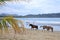 March 14 2023 - Samara, Guanacaste, Costa Rica: Horseback Riding in Costa Rica at the beach