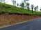 March,22 - 2020 ,Trees In a Tea Garden , Mysore , Karnataka ,India Stock Photos Images