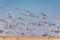 MARCH 7, 2017 - Grand Island, Nebraska -PLATTE RIVER, UNITED STATES Migratory Sandhill Cranes fly over cornfield at sunrise as par