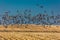 MARCH 7, 2017 - Grand Island, Nebraska -PLATTE RIVER, UNITED STATES Migratory Sandhill Cranes fly over cornfield at sunrise as par