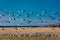 MARCH 7, 2017 - Grand Island, Nebraska -PLATTE RIVER, UNITED STATES Migratory Sandhill Cranes fly over cornfield at sunrise as par