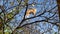 March cat on a tree. Red kitten climbed on the branches of a bare tree and looks out for birds. Cat-hunter on an autumn day