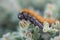 The \'March\' Caterpillar